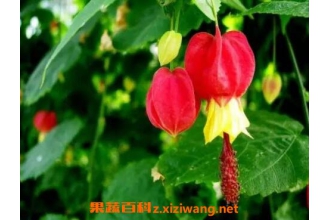 蔓性风铃花的养殖方法和养殖技巧