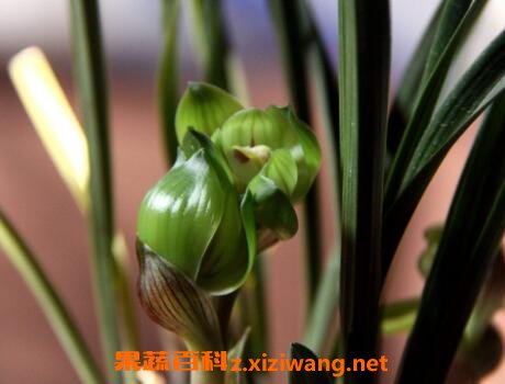 五瓣兰花的养殖方法