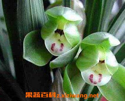 五瓣兰花的养殖方法