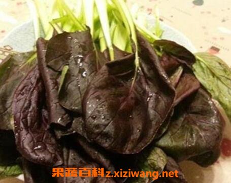 紫油菜和什么相克 紫油菜怎么吃最好