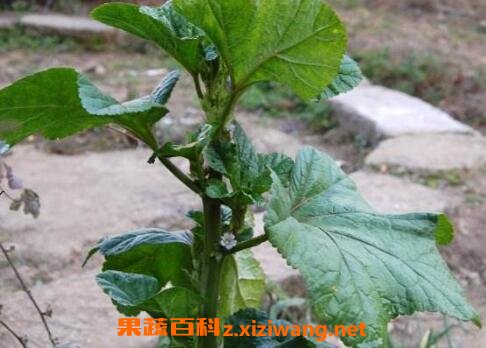 冬苋菜与苋菜的区别