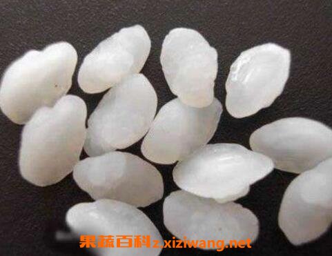 中药鱼枕骨的功效和作用及药用价值