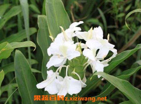 鱼香菜的功效与药用价值