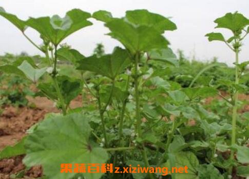 冬苋菜根的功效作用与药用价值