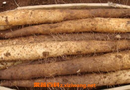 孕妇可以吃山药吗 孕妇吃山药的功效