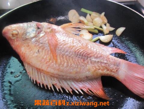 彩虹雕鱼的功效与作用