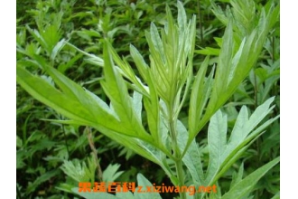 艾草蒸脸的作用与功效