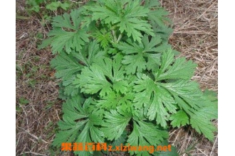 艾草熏蒸房间的功效与作用