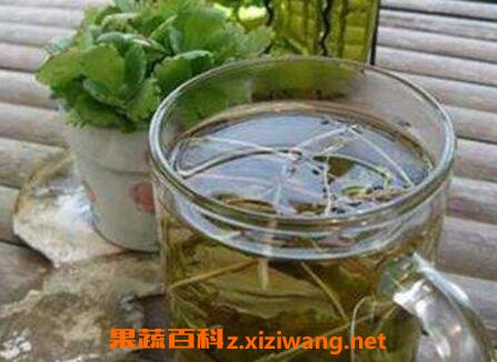 生蒲公英泡水喝功效与作用
