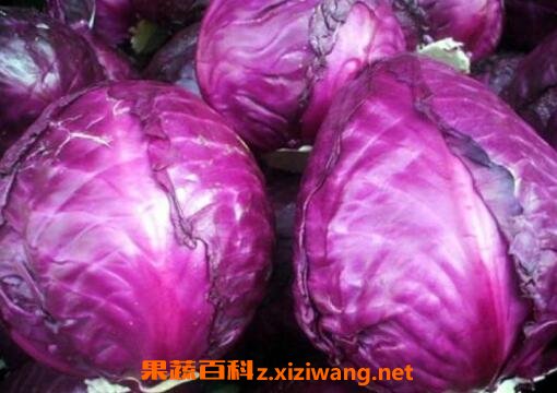 紫甘蓝与什么食物相克 紫甘蓝的功效