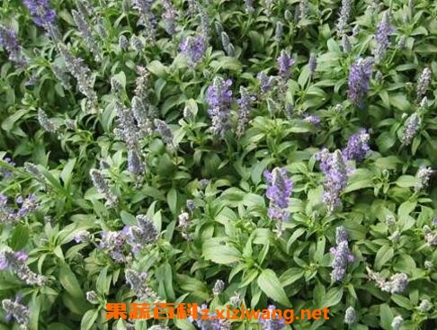紫草与什么东西相克 紫草的药用价值