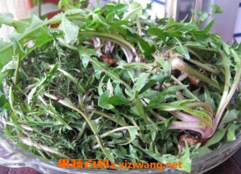 生地蒲公英的功效与作用