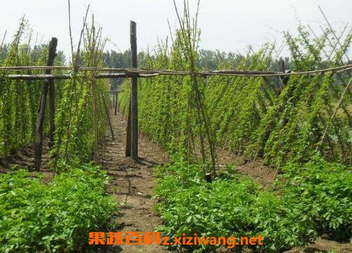 紫玉山药种植方法