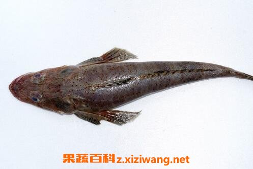 牛尾鱼的功效与作用