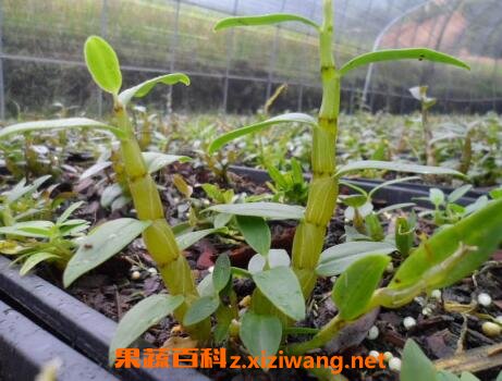 铁皮石斛怎么吃 铁皮石斛的吃法技巧