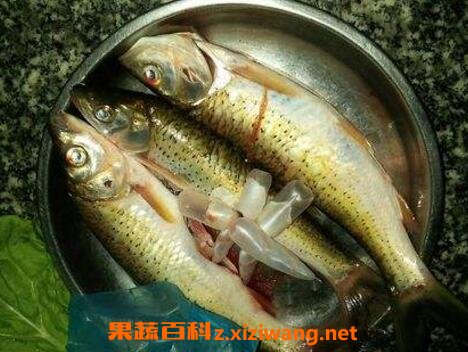 马郎鱼的功效营养与药用价值
