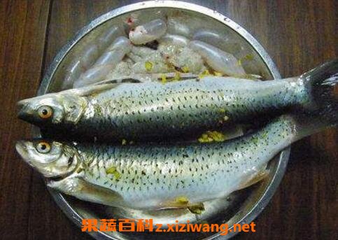 马郎鱼的功效营养与药用价值