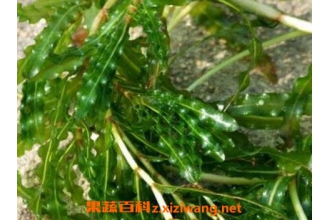 做月子吃苦草的功效 苦草的作用