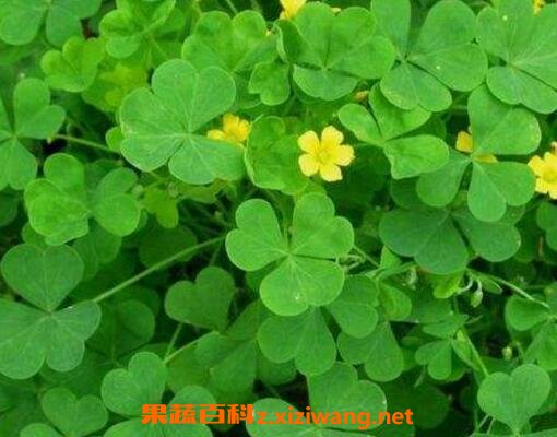 酢浆草有什么功效与作用