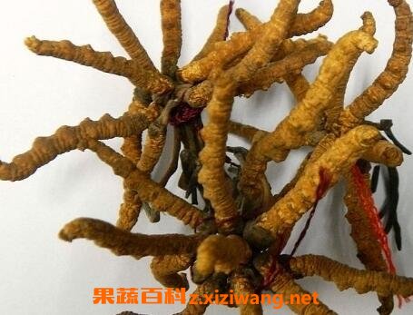 白酒虫草的功效与作用