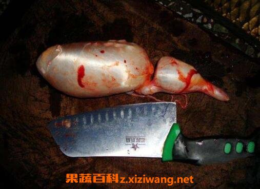鱼胆的功效与禁忌 鱼胆中毒怎么办