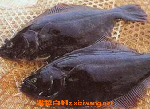 鼓眼鱼的功效与作用