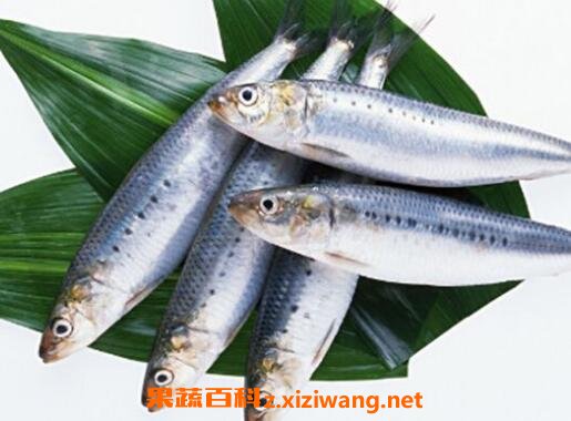 沙丁鱼的功效与作用