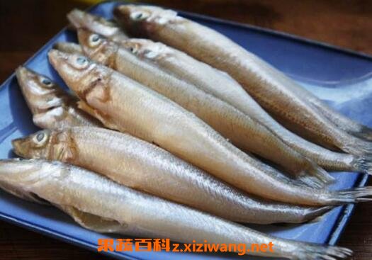 沙丁鱼的功效与作用