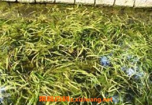 竹叶甘草汤的功效与作用