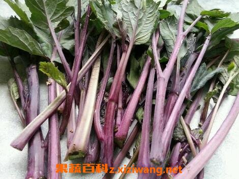 菜苔如何长期保存