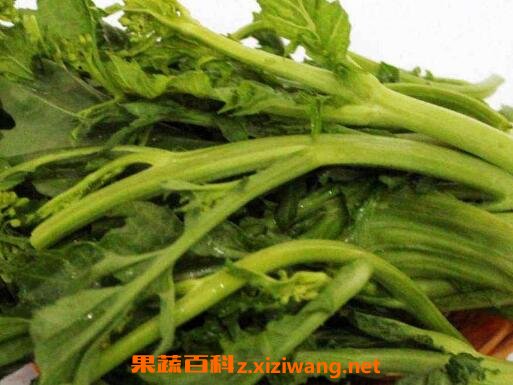 干油菜苔的功效与药用