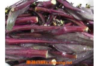 菜苔干怎么做 菜苔干的腌制方法