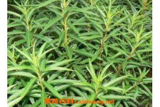 赶黄草的功效与作用
