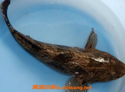 笋壳鱼有何功效与作用