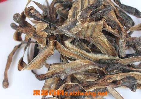 地龙的功效与作用及药用价值