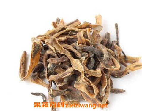 地龙的功效与作用及药用价值