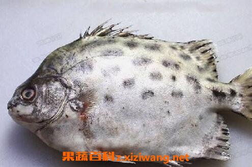 金鼓鱼的功效与作用 金鼓鱼怎么吃好