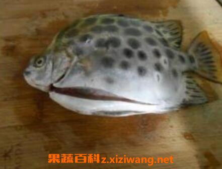 金鼓鱼的功效与作用 金鼓鱼怎么吃好