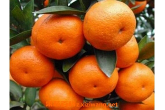 南丰桔和沙糖桔的区别 怎么挑选沙糖桔