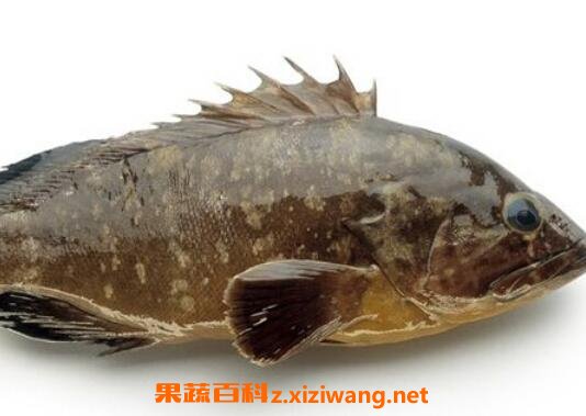 石斑鱼的营养价值及功效