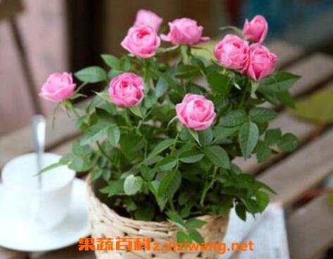 盆栽玫瑰花如何养殖