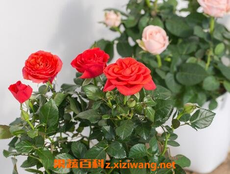 盆栽玫瑰花如何养殖