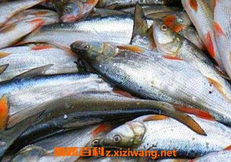红尾鱼的功效与作用及食用方法