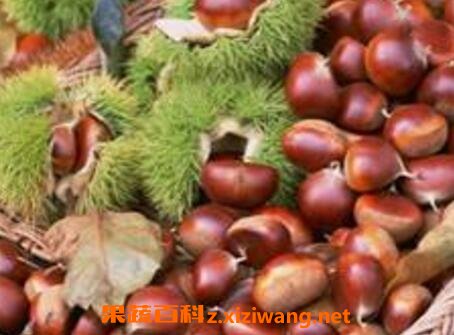 栗子如何保存 生栗子怎么保存时间长