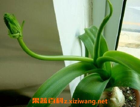 虎眼万年青的药用功效