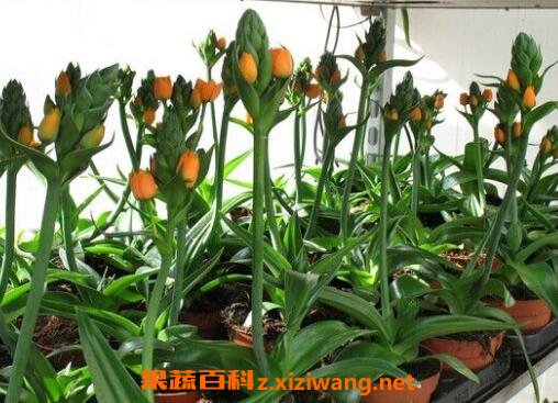 虎眼万年青的药用功效
