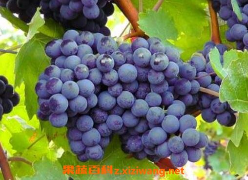 吃葡萄有什么好处 吃葡萄的功效与作用