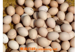 含硒高的食物有哪些 哪些食物能补硒