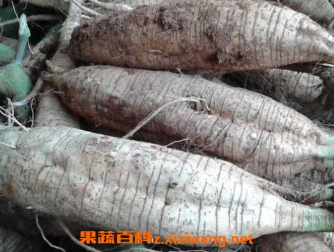 葛根有哪些作用与功效