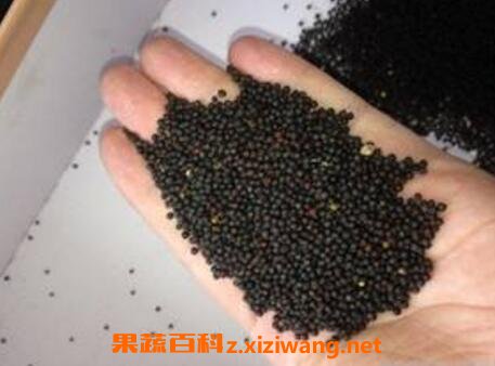 油菜籽和白菜籽的区别 油菜籽的功效